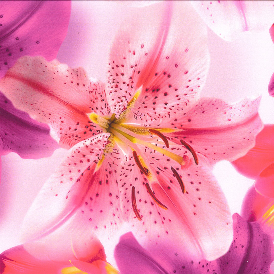 LOLAORCHID_V1.jpg