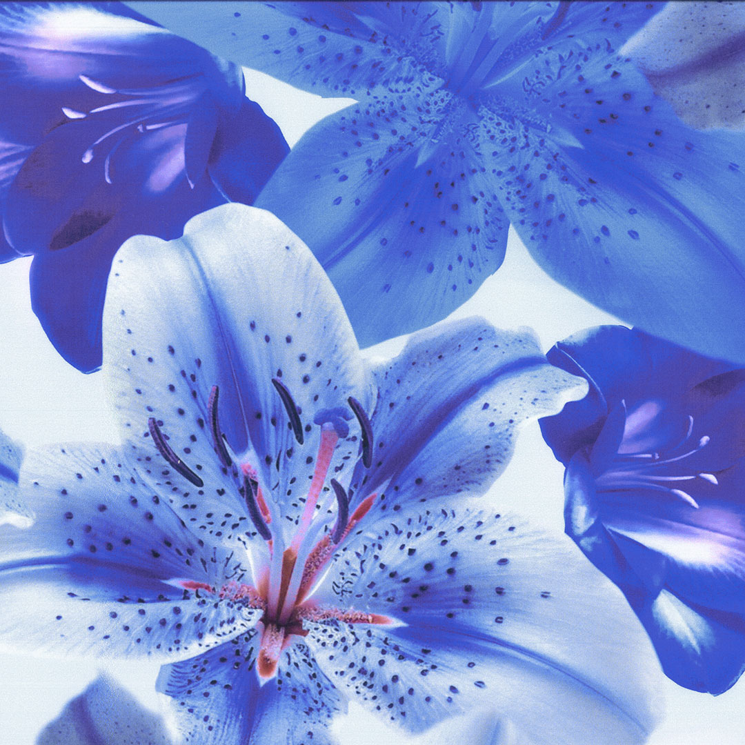 LOLAORCHID_V2.jpg